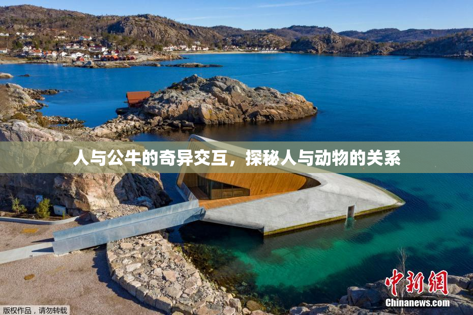 人与公牛的奇异交互，探秘人与动物的关系