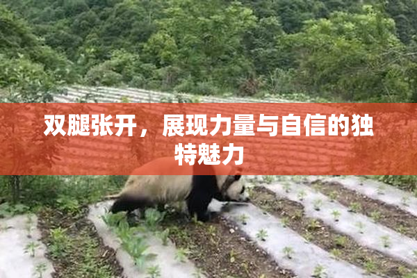 双腿张开，展现力量与自信的独特魅力