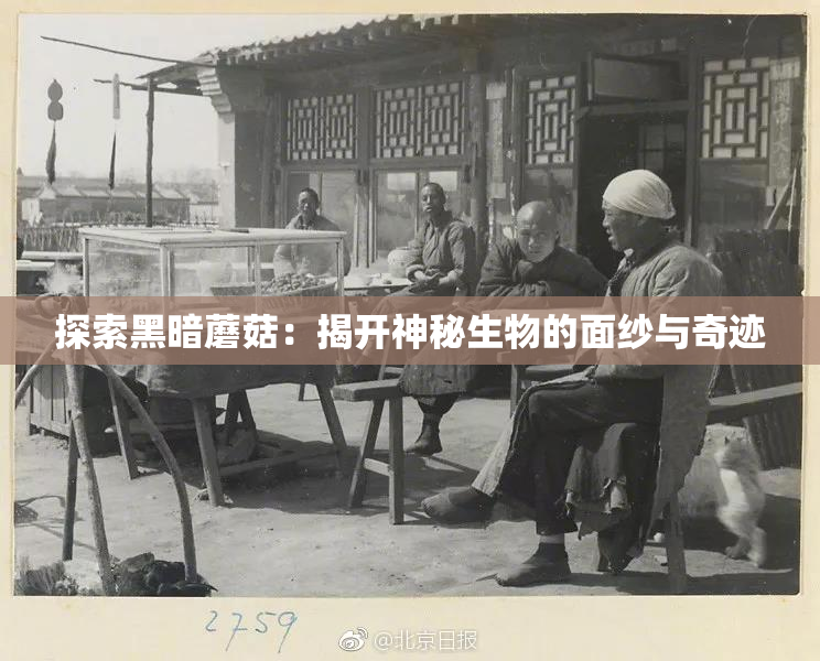 探索黑暗蘑菇：揭开神秘生物的面纱与奇迹