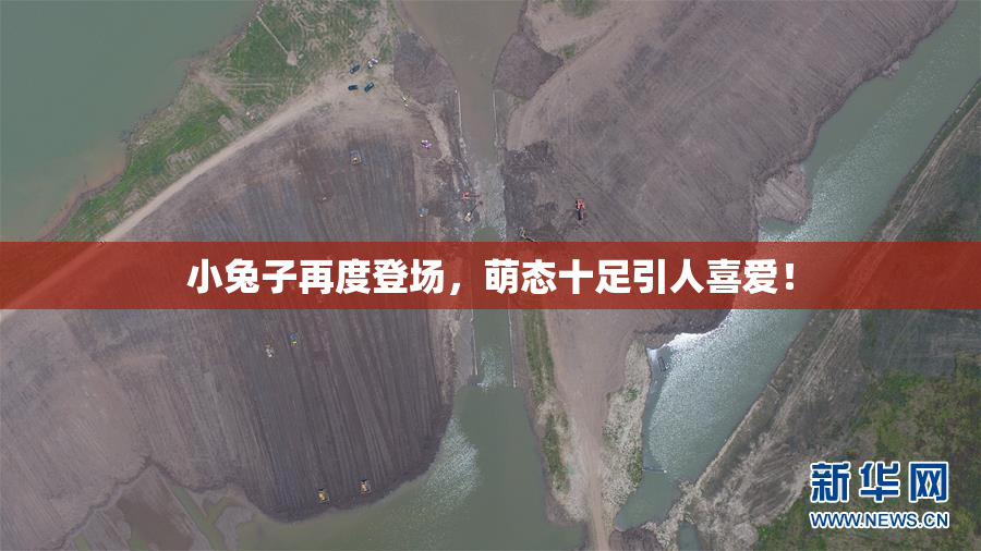 小兔子再度登场，萌态十足引人喜爱！