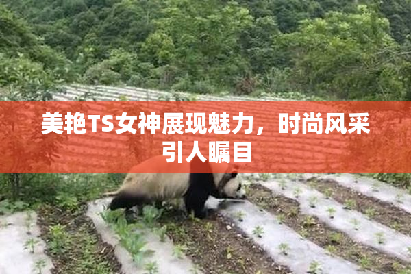 美艳TS女神展现魅力，时尚风采引人瞩目