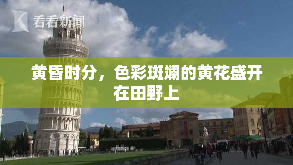 黄昏时分，色彩斑斓的黄花盛开在田野上
