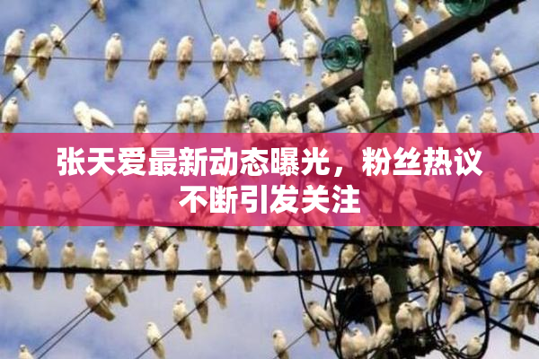 张天爱最新动态曝光，粉丝热议不断引发关注