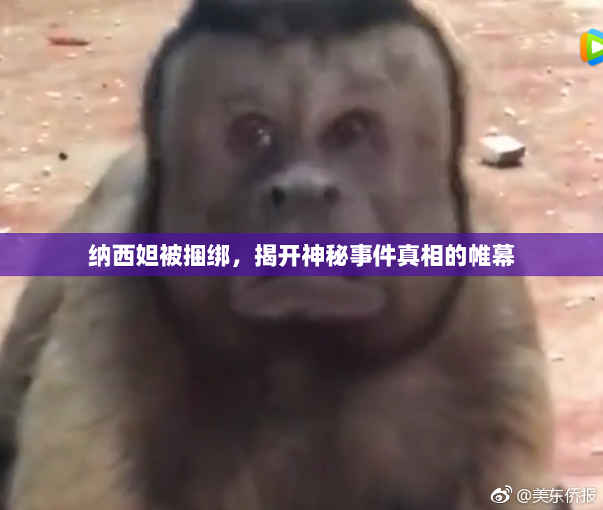 纳西妲被捆绑，揭开神秘事件真相的帷幕