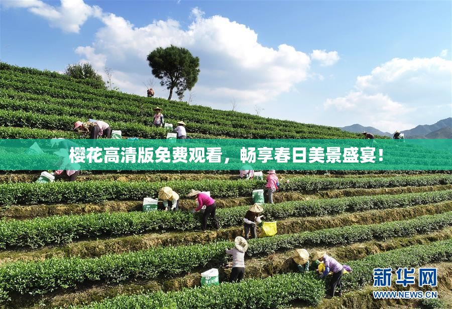 樱花高清版免费观看，畅享春日美景盛宴！