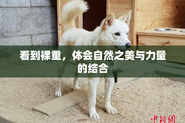 看到裸重，体会自然之美与力量的结合