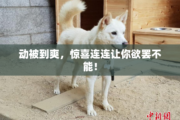 动被到爽，惊喜连连让你欲罢不能！