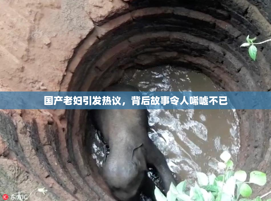 国产老妇引发热议，背后故事令人唏嘘不已