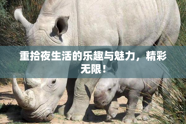 重拾夜生活的乐趣与魅力，精彩无限！