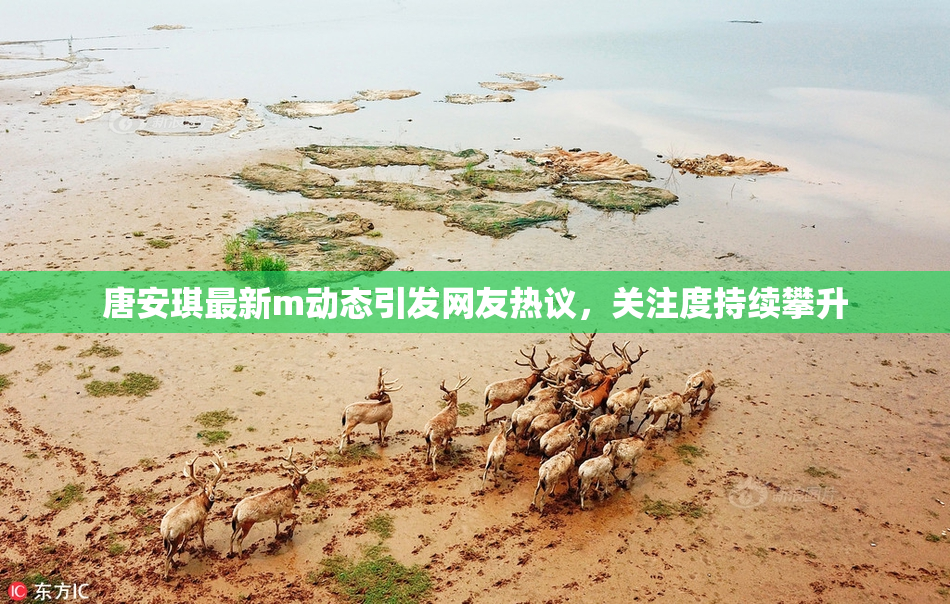 唐安琪最新m动态引发网友热议，关注度持续攀升