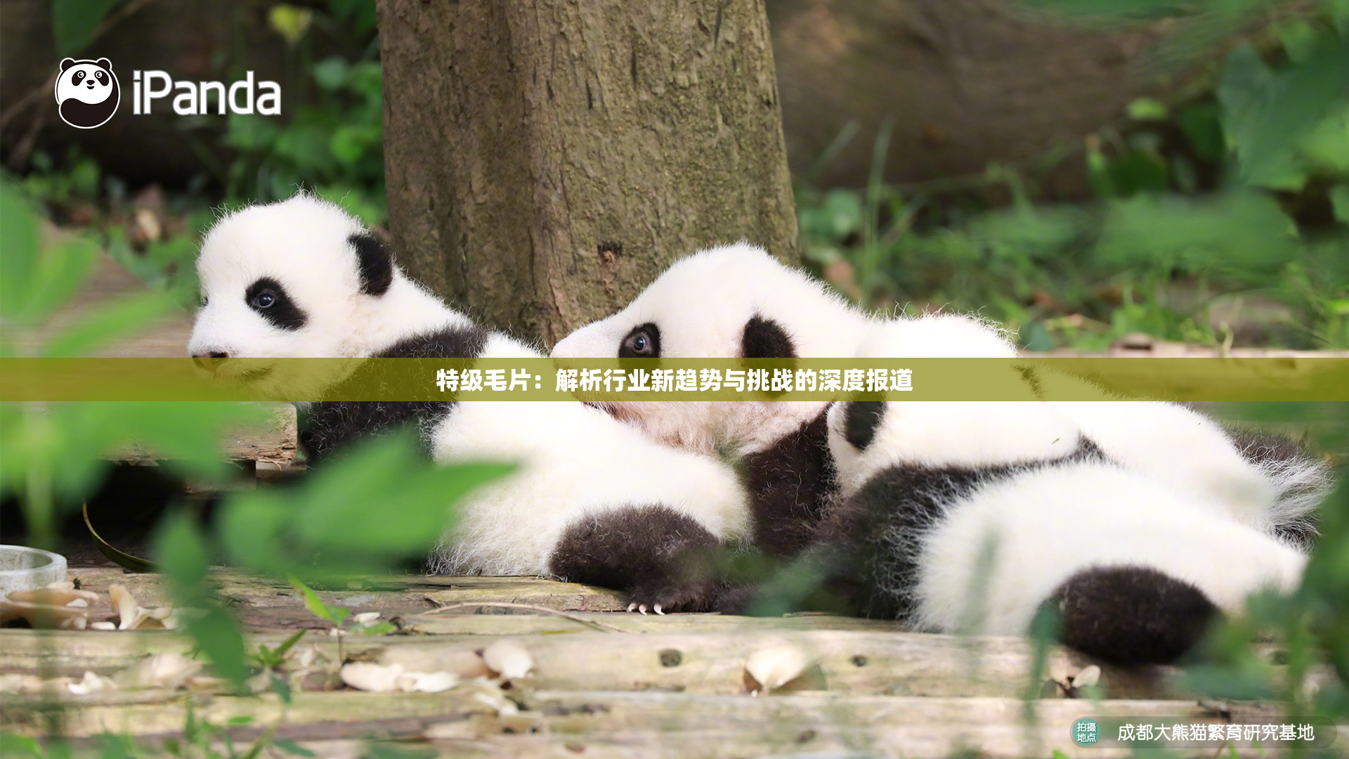 特级毛片：解析行业新趋势与挑战的深度报道