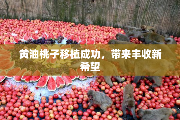 黄油桃子移植成功，带来丰收新希望