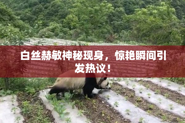 白丝赫敏神秘现身，惊艳瞬间引发热议！