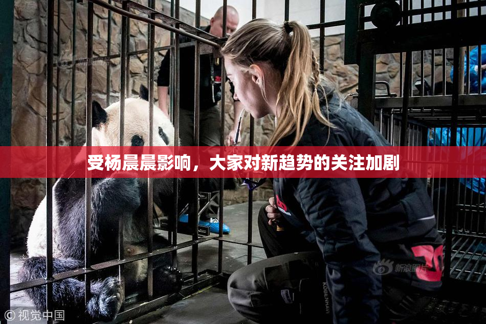 受杨晨晨影响，大家对新趋势的关注加剧
