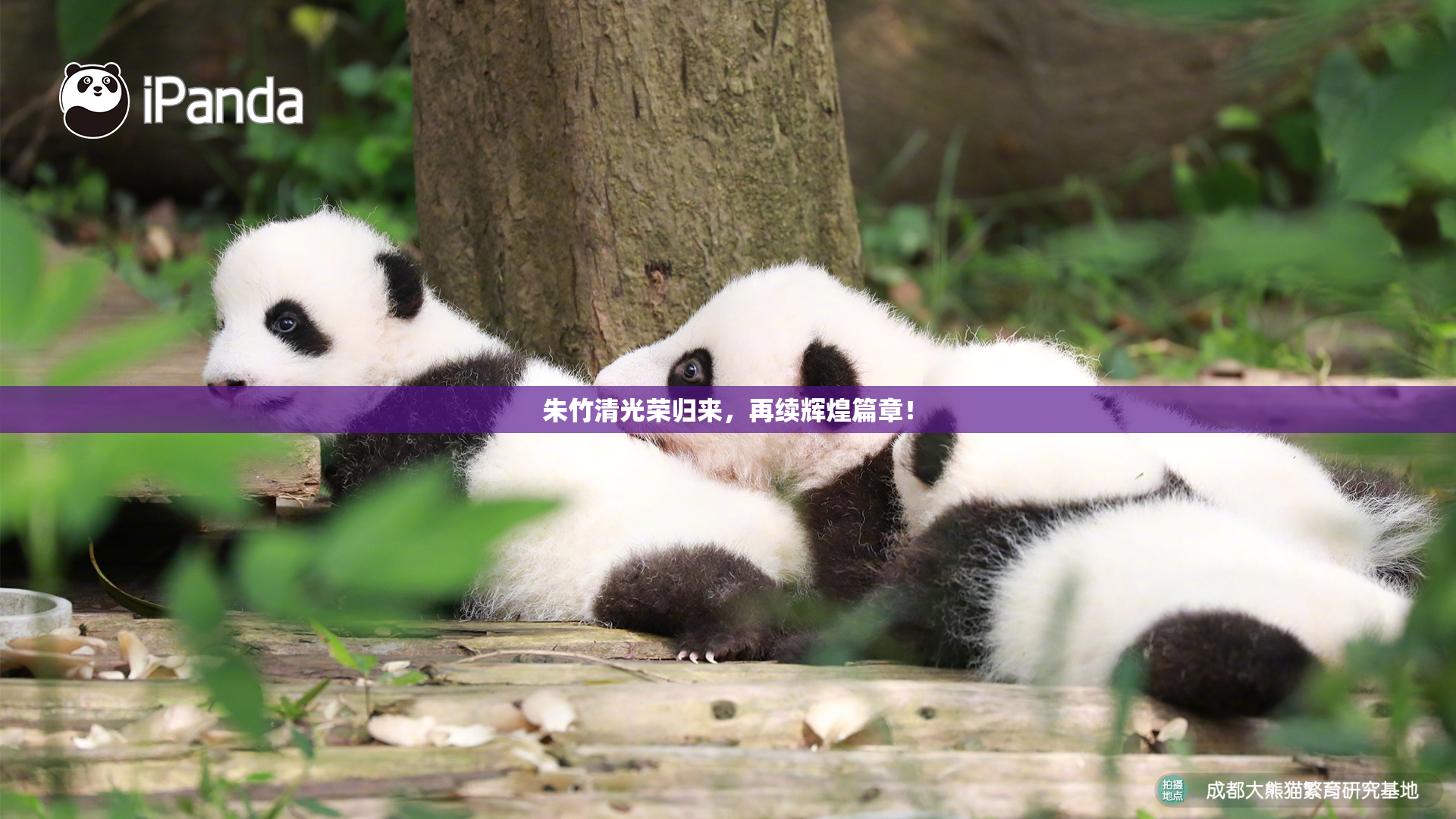 朱竹清光荣归来，再续辉煌篇章！