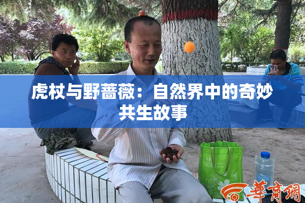 虎杖与野蔷薇：自然界中的奇妙共生故事