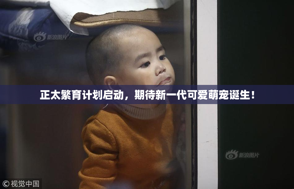 正太繁育计划启动，期待新一代可爱萌宠诞生！