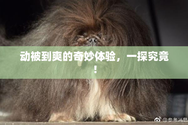 动被到爽的奇妙体验，一探究竟！