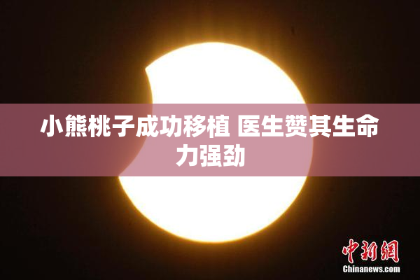 小熊桃子成功移植 医生赞其生命力强劲