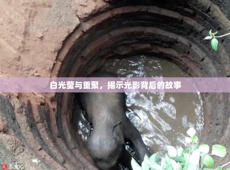 白光莹与重聚，揭示光影背后的故事