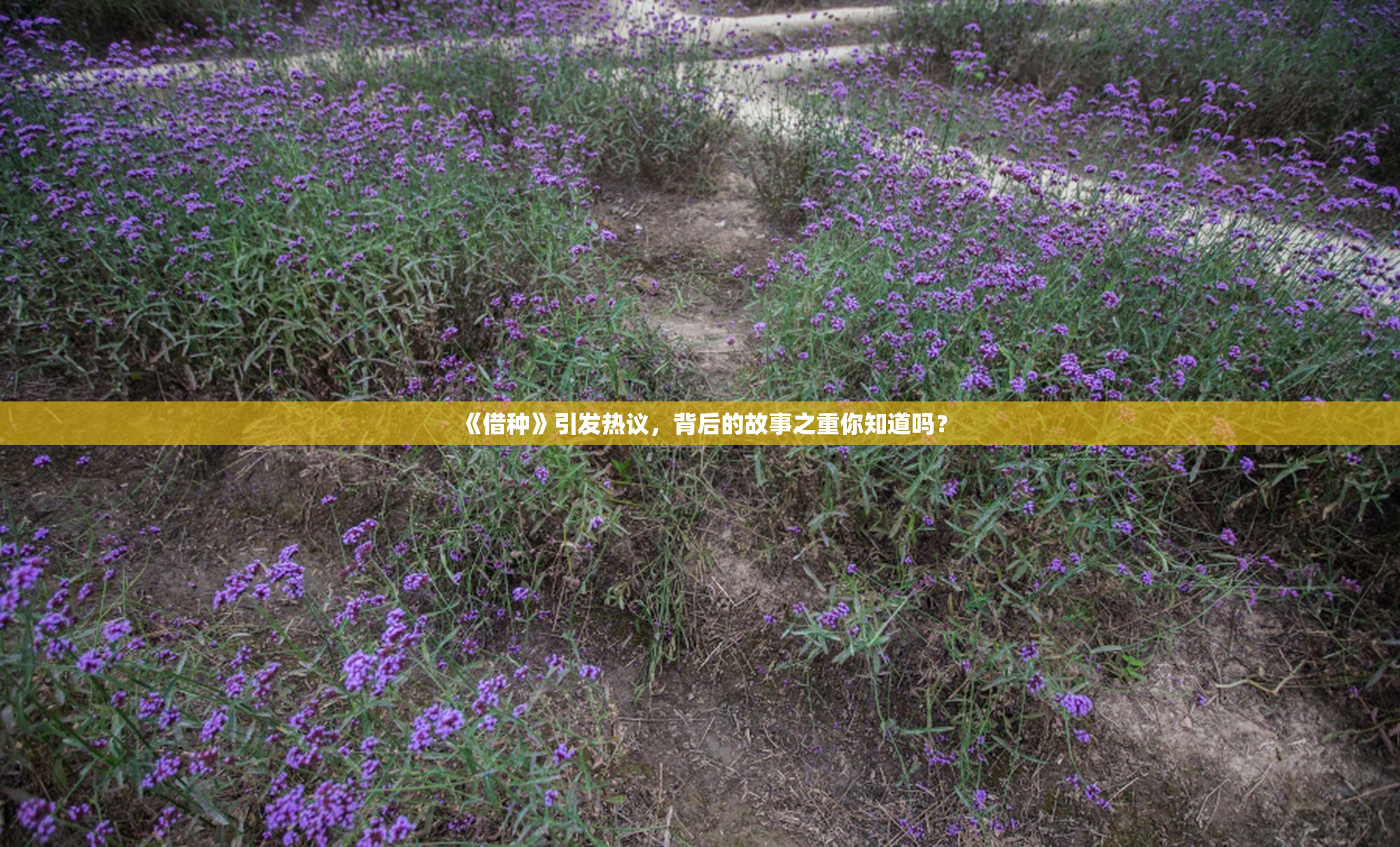 《借种》引发热议，背后的故事之重你知道吗？