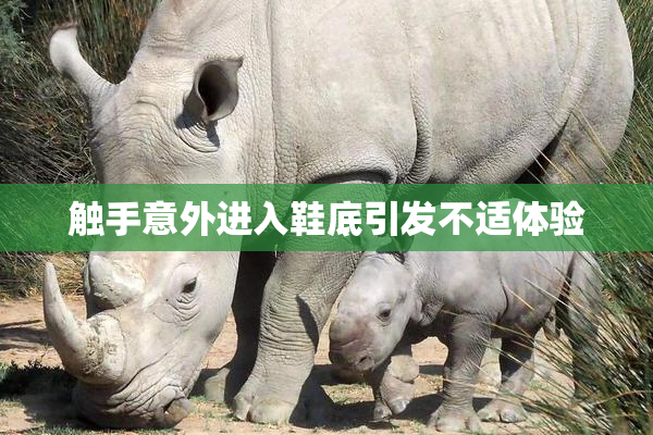 触手意外进入鞋底引发不适体验