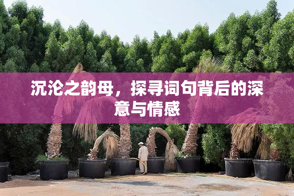 沉沦之韵母，探寻词句背后的深意与情感