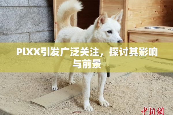 PlXX引发广泛关注，探讨其影响与前景