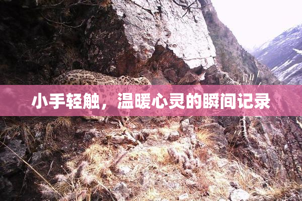 小手轻触，温暖心灵的瞬间记录