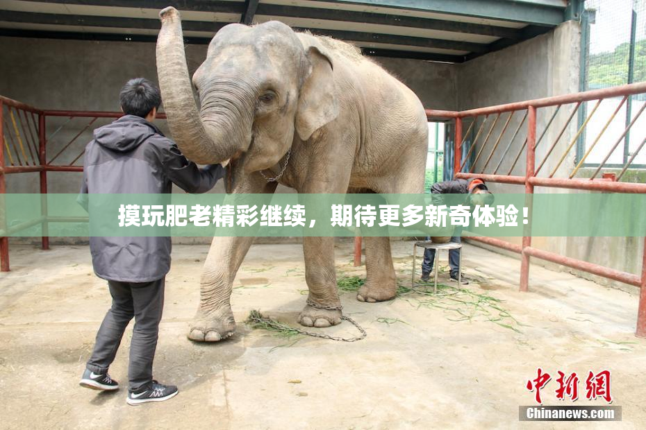 摸玩肥老精彩继续，期待更多新奇体验！
