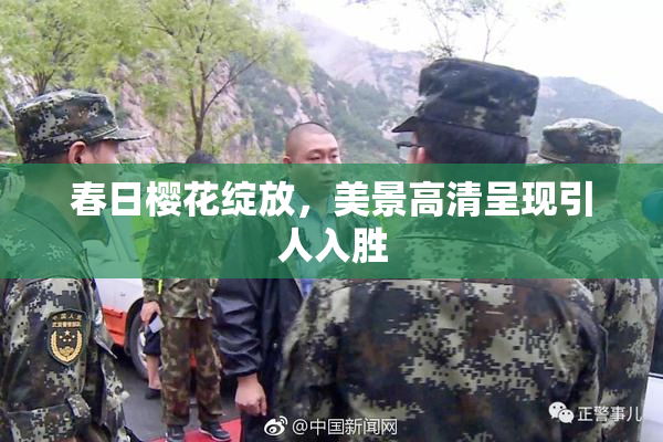 春日樱花绽放，美景高清呈现引人入胜
