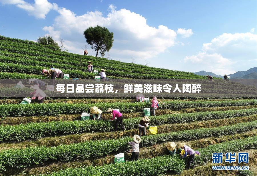 每日品尝荔枝，鲜美滋味令人陶醉