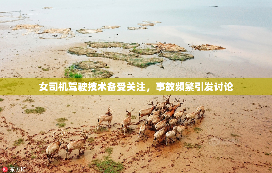 女司机驾驶技术备受关注，事故频繁引发讨论