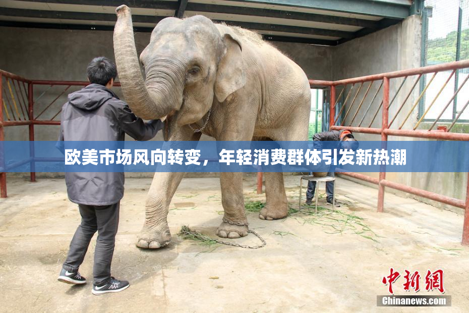 欧美市场风向转变，年轻消费群体引发新热潮