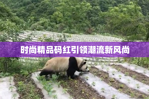 时尚精品码红引领潮流新风尚