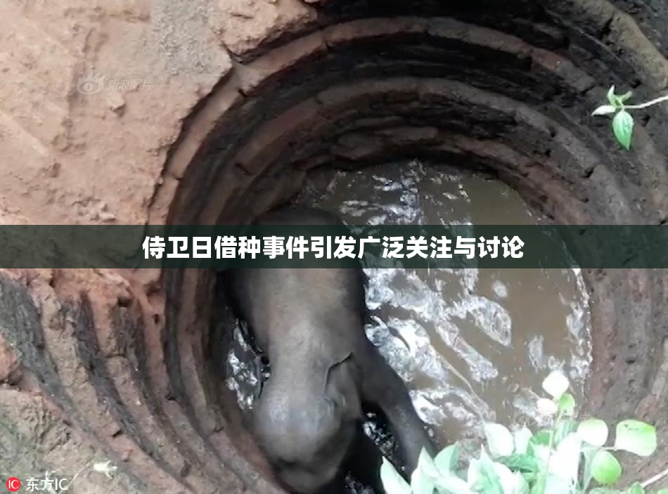 侍卫日借种事件引发广泛关注与讨论