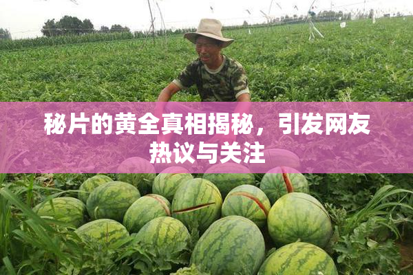 秘片的黄全真相揭秘，引发网友热议与关注