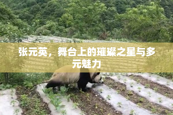 张元英，舞台上的璀璨之星与多元魅力
