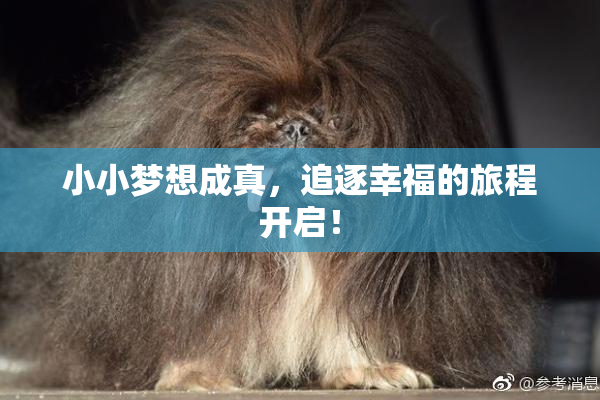 小小梦想成真，追逐幸福的旅程开启！
