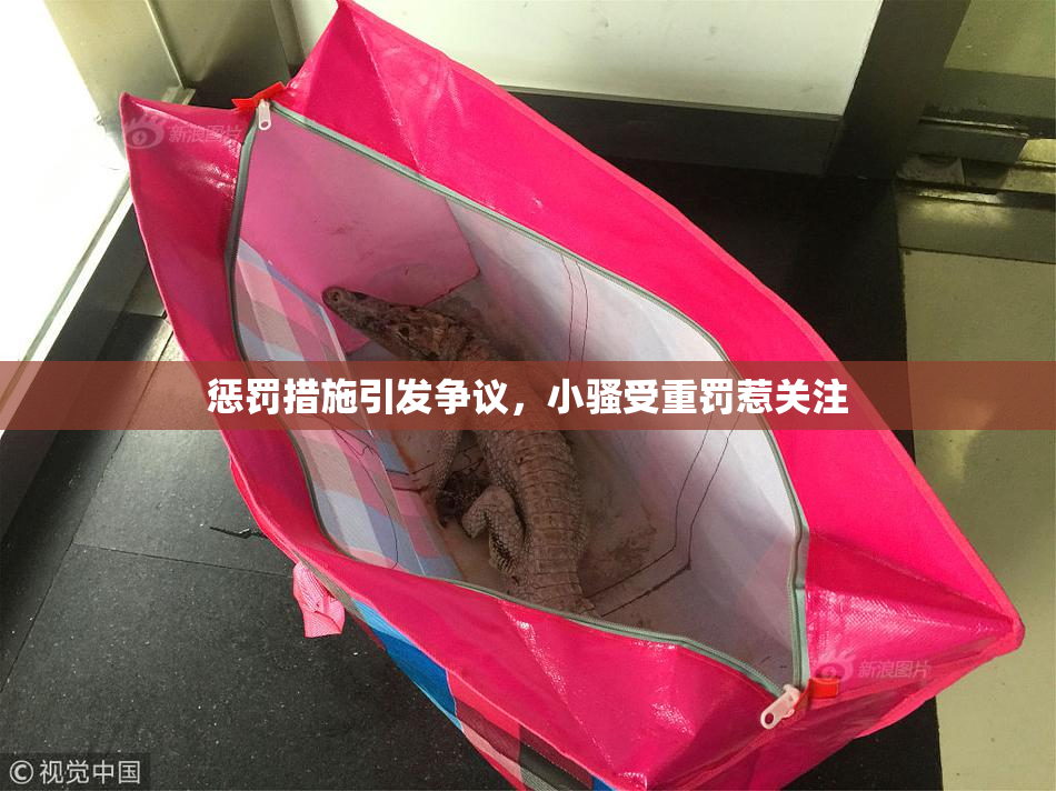 惩罚措施引发争议，小骚受重罚惹关注