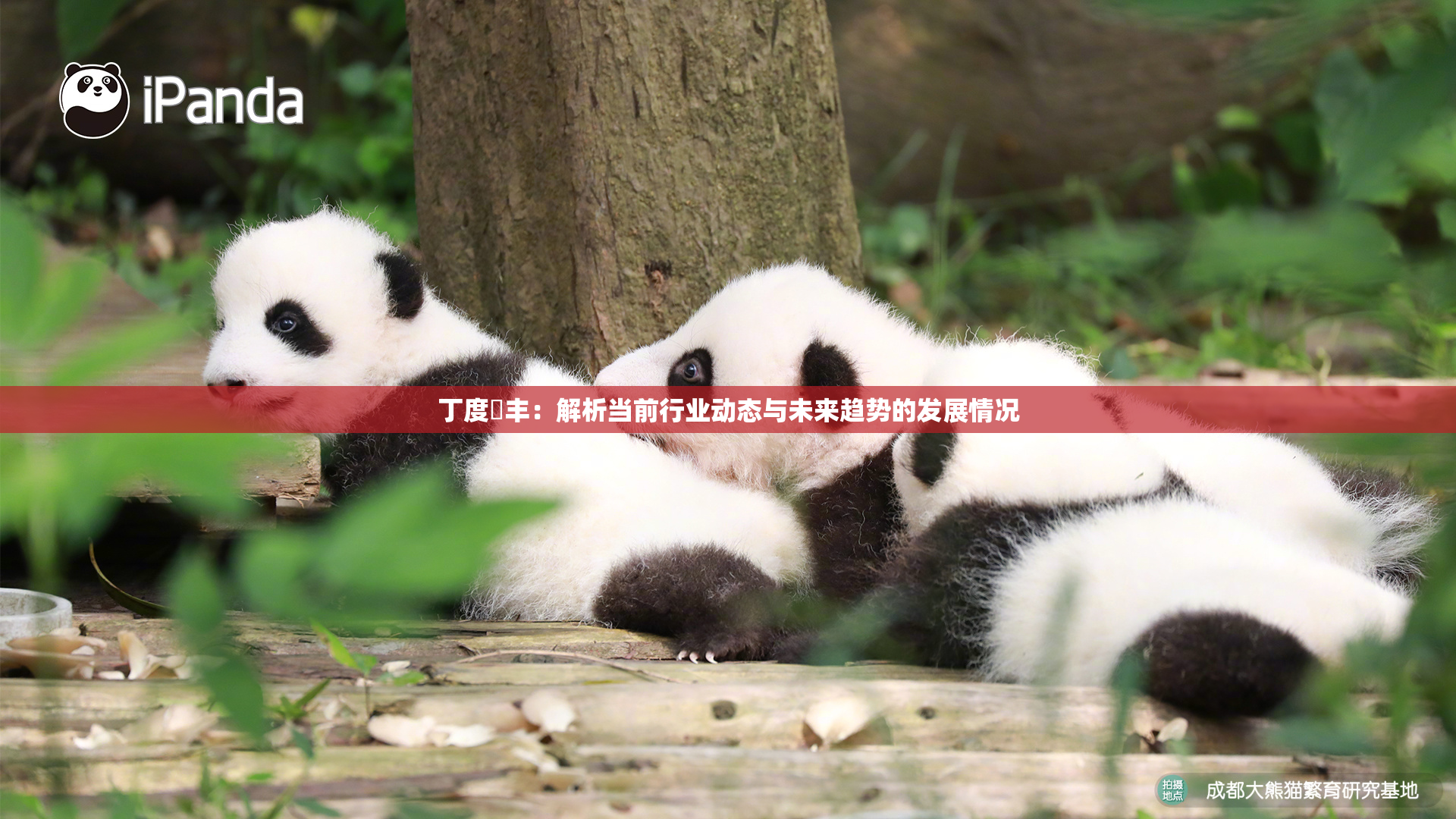 丁度巜丰：解析当前行业动态与未来趋势的发展情况
