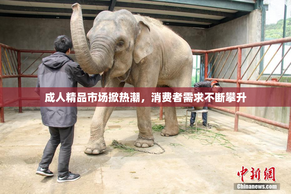 成人精品市场掀热潮，消费者需求不断攀升