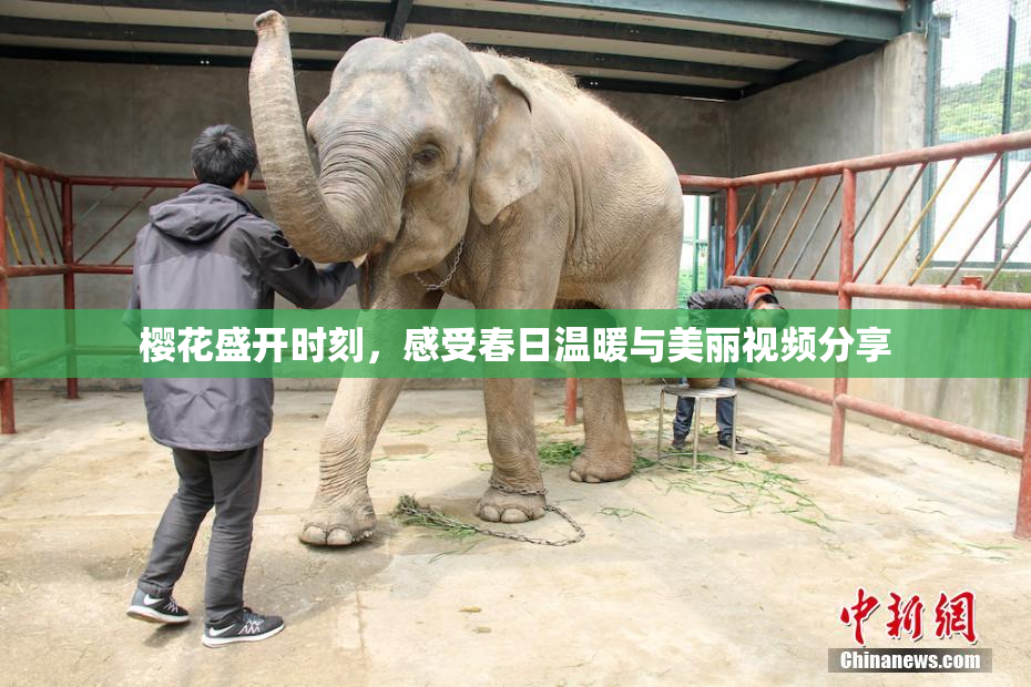樱花盛开时刻，感受春日温暖与美丽视频分享