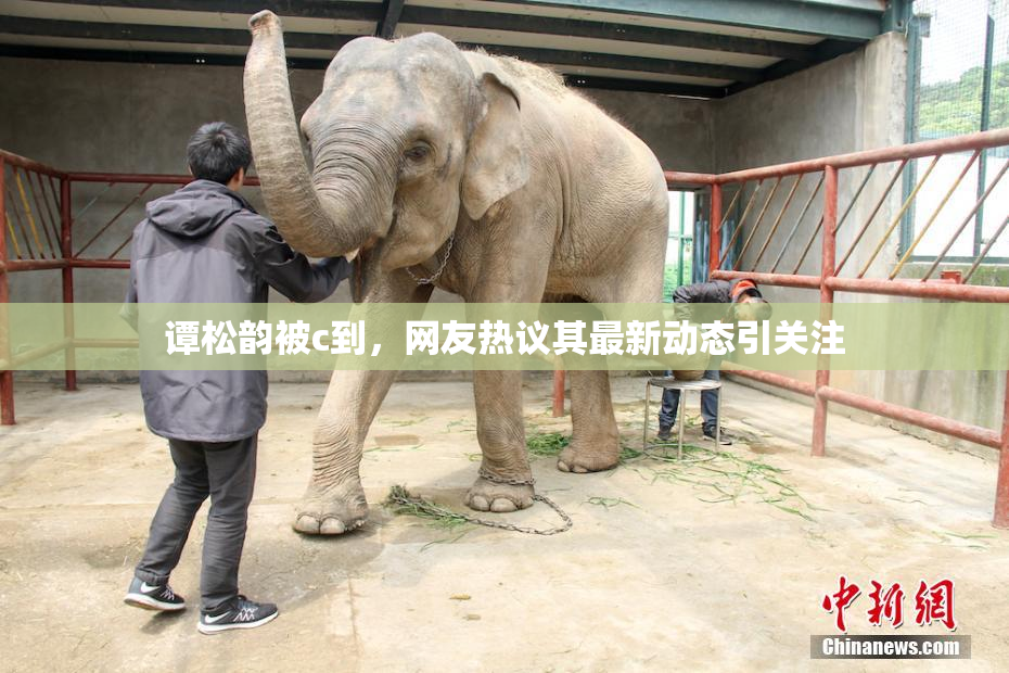 谭松韵被c到，网友热议其最新动态引关注