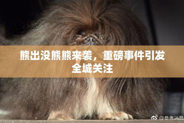 熊出没熊熊来袭，重磅事件引发全城关注