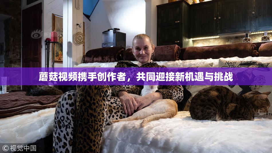 蘑菇视频携手创作者，共同迎接新机遇与挑战