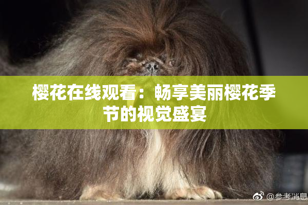 樱花在线观看：畅享美丽樱花季节的视觉盛宴