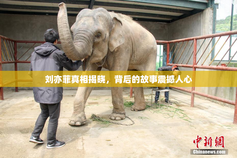 刘亦菲真相揭晓，背后的故事震撼人心