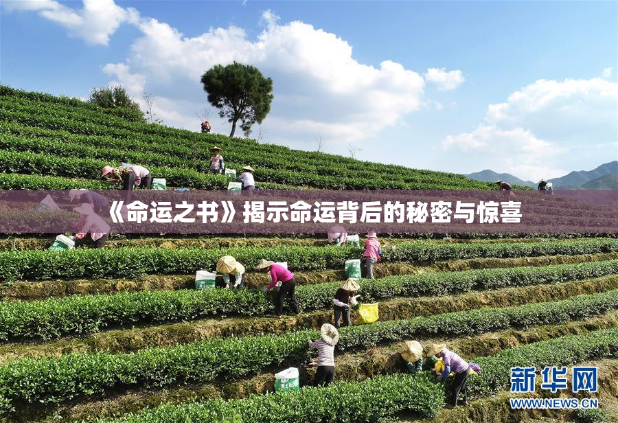《命运之书》揭示命运背后的秘密与惊喜