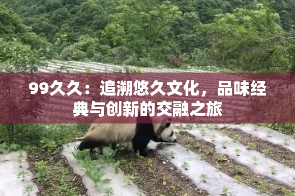 99久久：追溯悠久文化，品味经典与创新的交融之旅